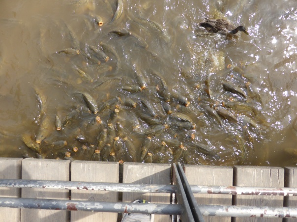 This is a funny one. This is a picture looking straight down into the water below a small bridge. Pictured are many carp, and a single duck, all fighting for the cookie crumbs that Rod dropped into the water. 